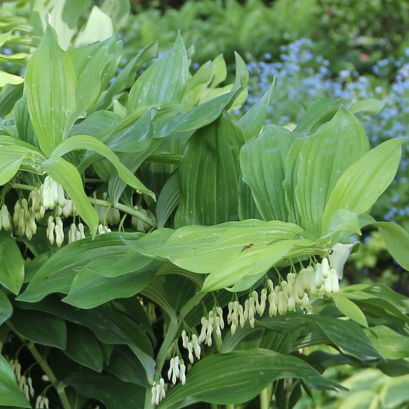 Polygonatum Weihenstephan - Sceau de Salomon (Feuillage)