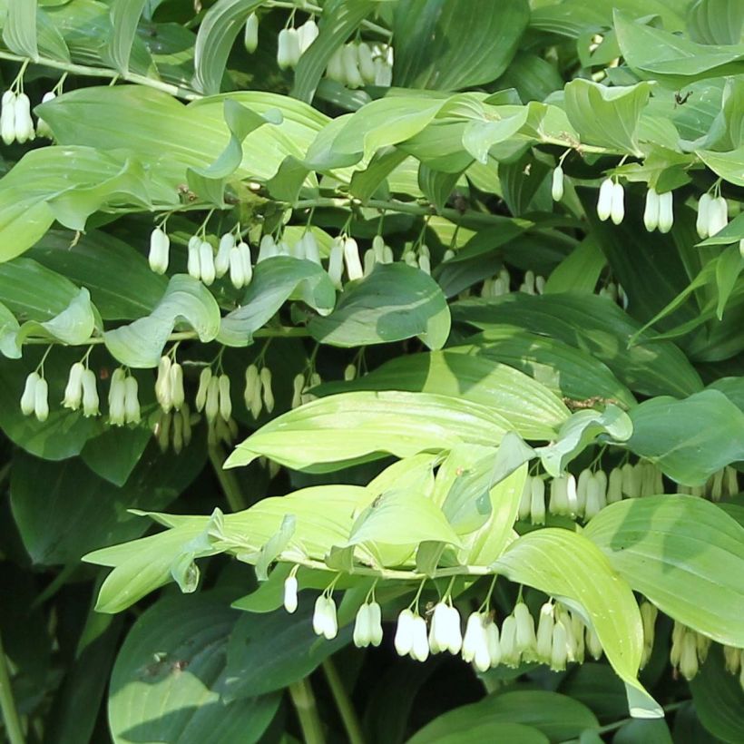 Polygonatum Weihenstephan - Sceau de Salomon (Floraison)