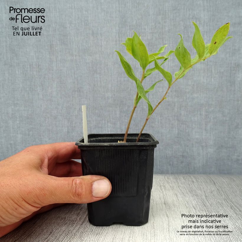 Spécimen de Polygonatum Weihenstephan - Sceau de Salomon Godet de 8/9 cm tel que livré en été