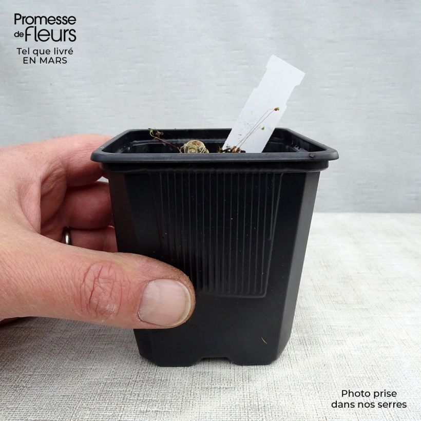 Spécimen de Polygonatum Weihenstephan - Sceau de Salomon Godet de 9cm tel que livré au printemps