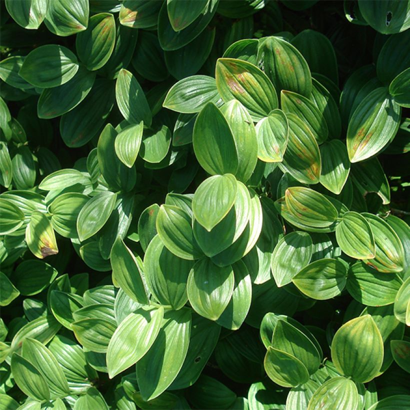 Polygonatum humile - Sceau de Salomon (Feuillage)