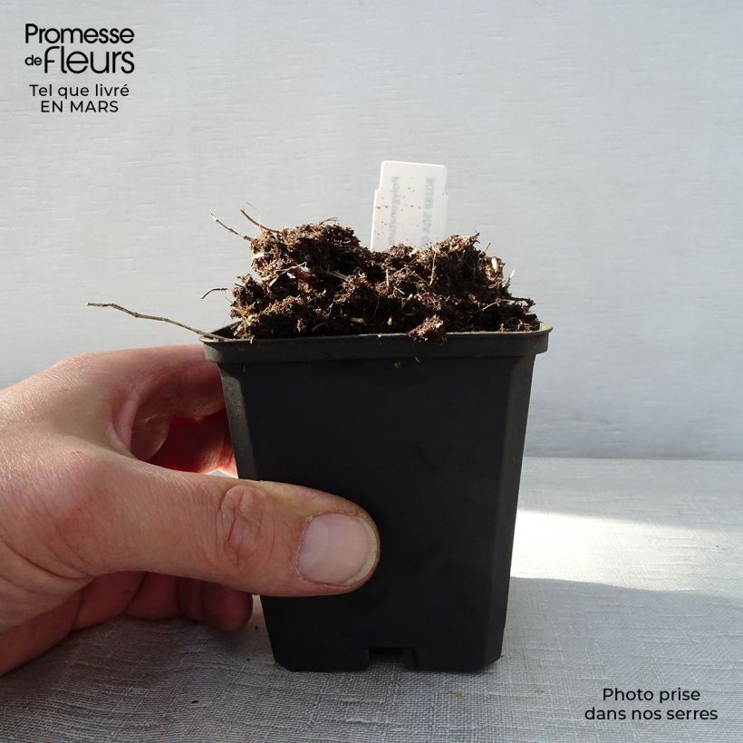 Spécimen de Polygonatum humile - Sceau de Salomon Godet de 9cm tel que livré au printemps
