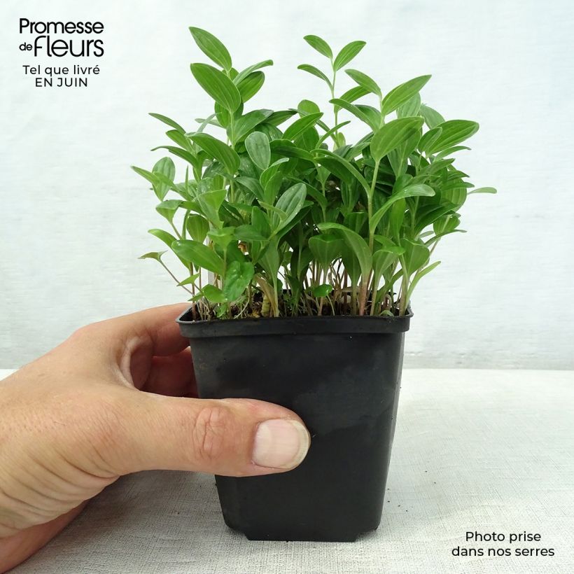 Spécimen de Polygonatum humile - Sceau de Salomon Godet de 8/9 cm tel que livré en été