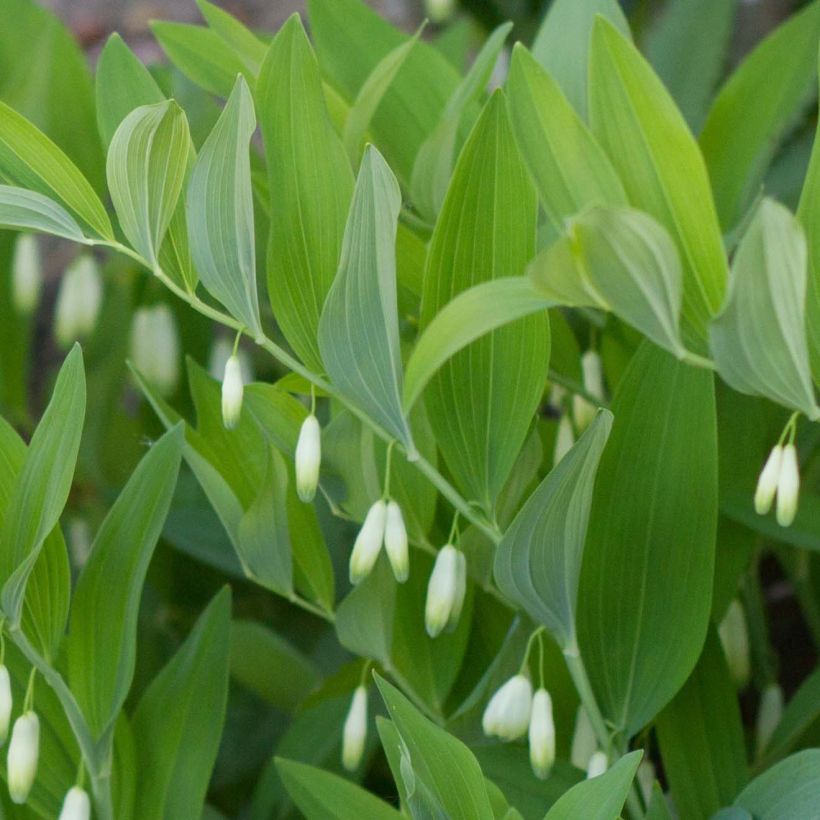 Sceau de Salomon - Polygonatum odoratum (Feuillage)