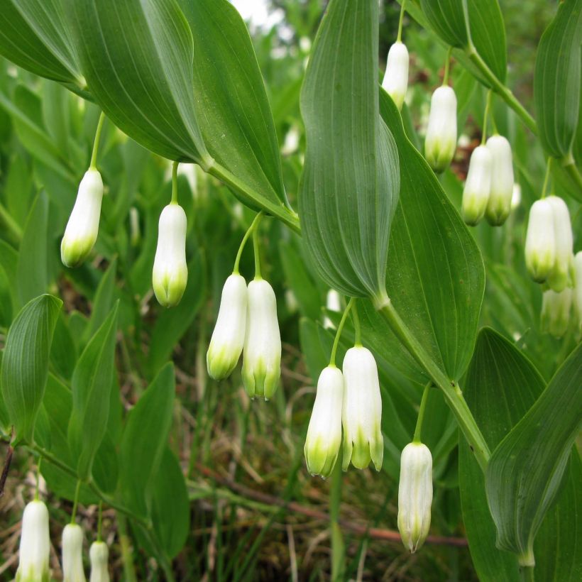 Sceau de Salomon - Polygonatum odoratum (Floraison)