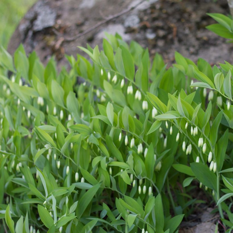 Sceau de Salomon - Polygonatum odoratum (Port)