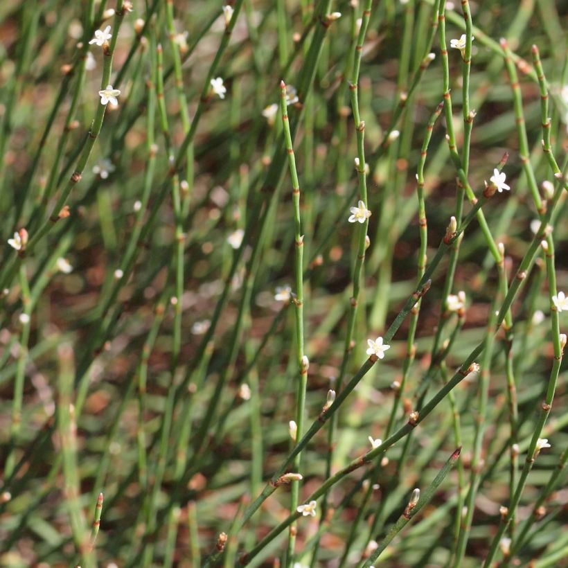 Polygonum scoparium - Renouée à balais (Floraison)