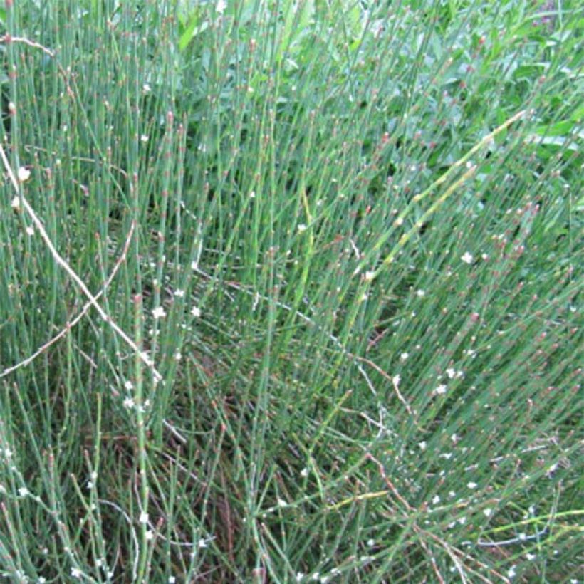 Polygonum scoparium - Renouée à balais (Port)