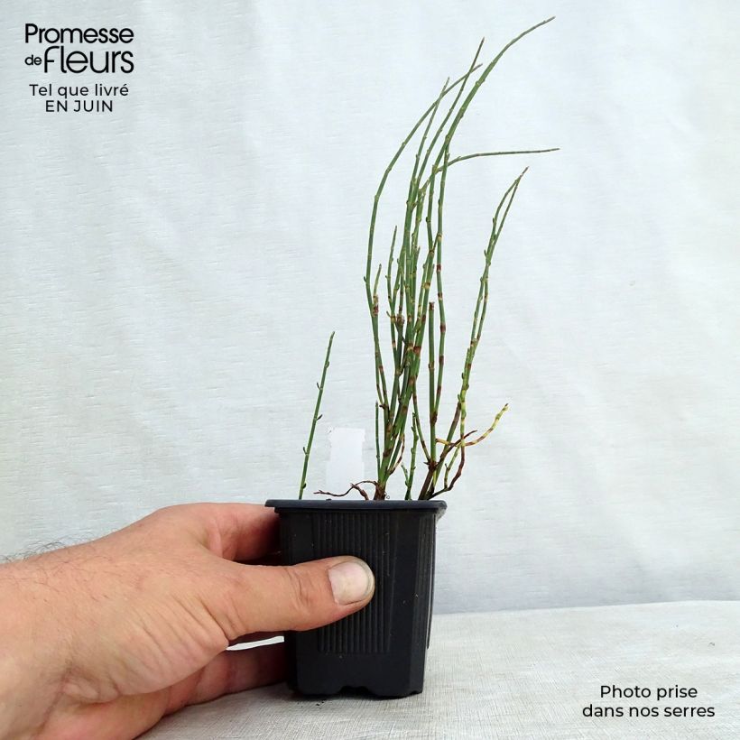 Spécimen de Polygonum scoparium - Renouée à balais Godet de 8/9 cm tel que livré en été