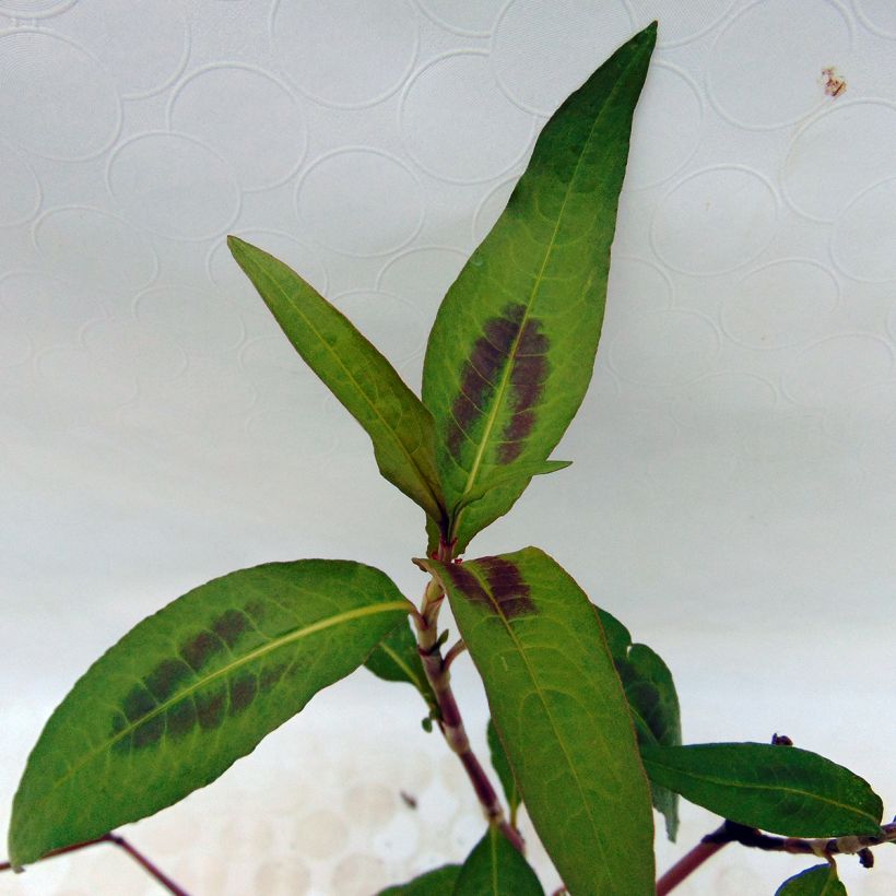 Polygonum thaï - Polygonum odoratum - Rau Ram (Feuillage)