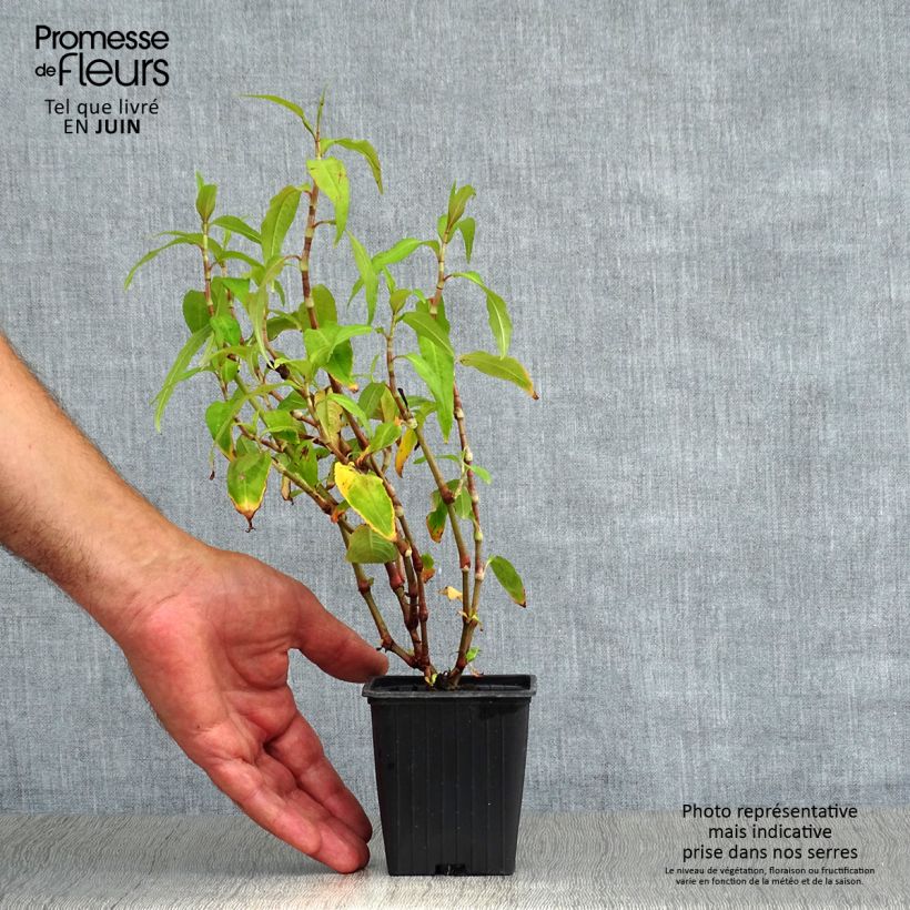 Spécimen de Polygonum thaï - Polygonum odoratum - Rau Ram Godet de 8/9 cm tel que livré en été