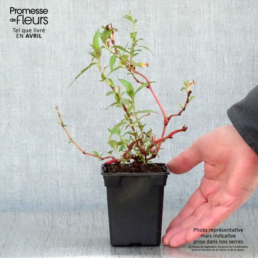 Spécimen de Polygonum thaï - Polygonum odoratum - Rau Ram Godet de 8 cm tel que livré au printemps