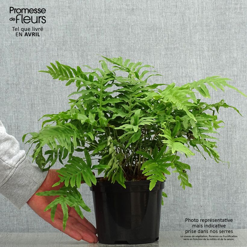 Spécimen de Polypodium Whitley Giant - Fougère, Polypode - Pot de 2L/3L tel que livré au printemps