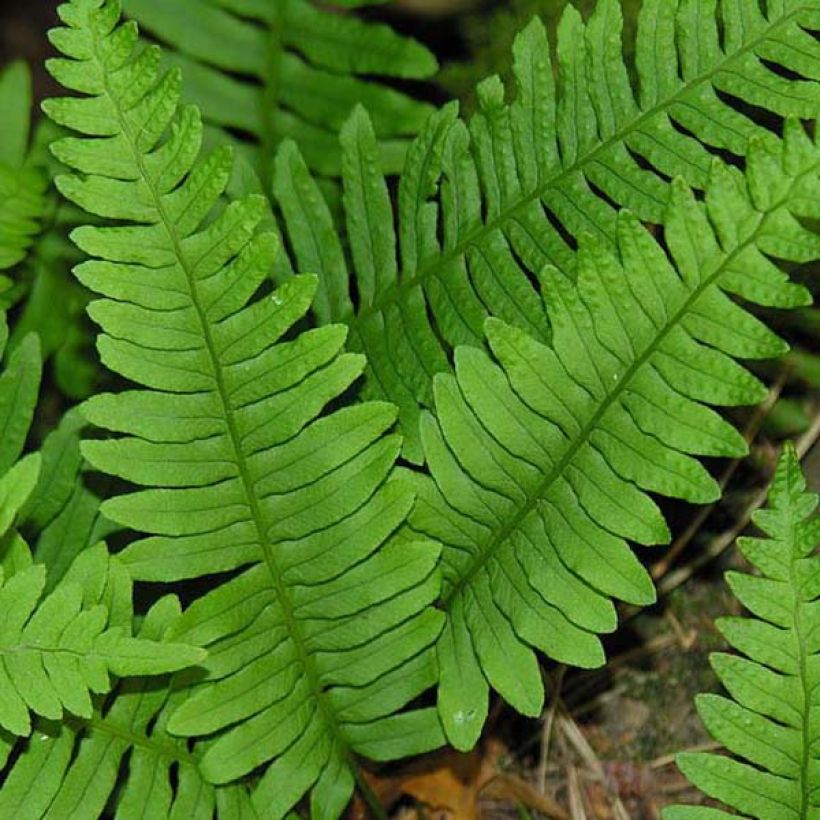 Polypodium vulgare - Fougère persistante (Feuillage)