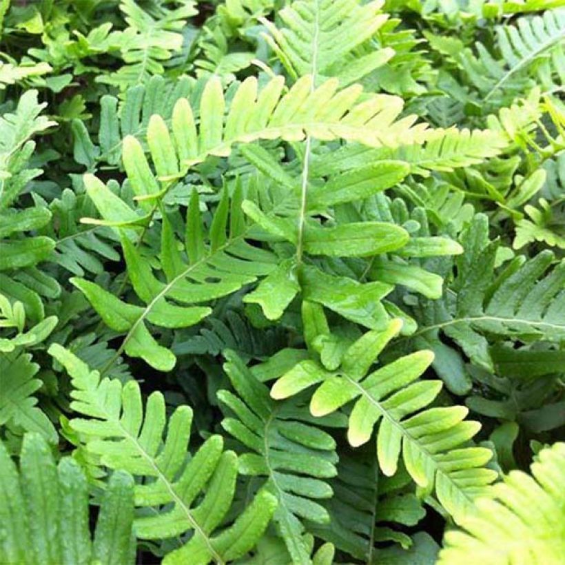 Polypodium vulgare Bifido Multifidum - Fougère (Feuillage)