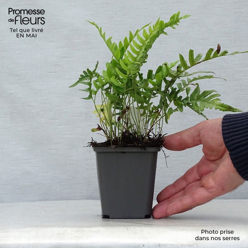 Spécimen de Polypodium vulgare - Fougère persistante Godet de 9cm tel que livré au printemps