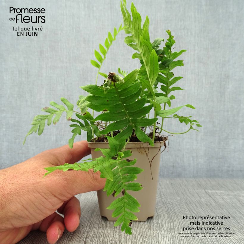 Spécimen de Polypodium vulgare - Fougère persistante Godet de 8/9 cm tel que livré en été
