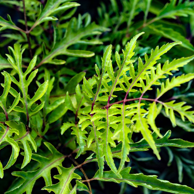 Polyscias filicifolia - Faux-aralia à feuilles de fougère (Feuillage)