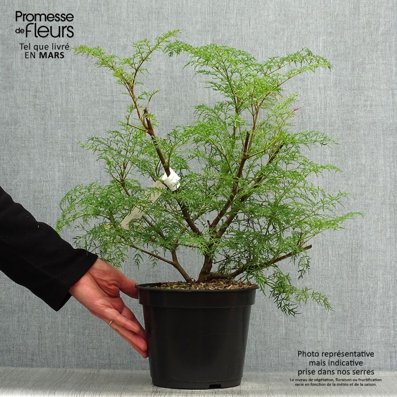 Spécimen de Polyscias sambucifolia - Sureau panax Pot de 4L/5L tel que livré au printemps