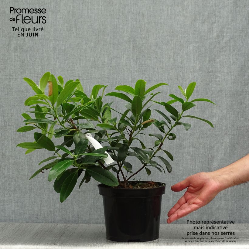 Spécimen de Polyspora ou Gordonia axillaris - Camélia de Taïwan Pot de 3L/4L tel que livré en été