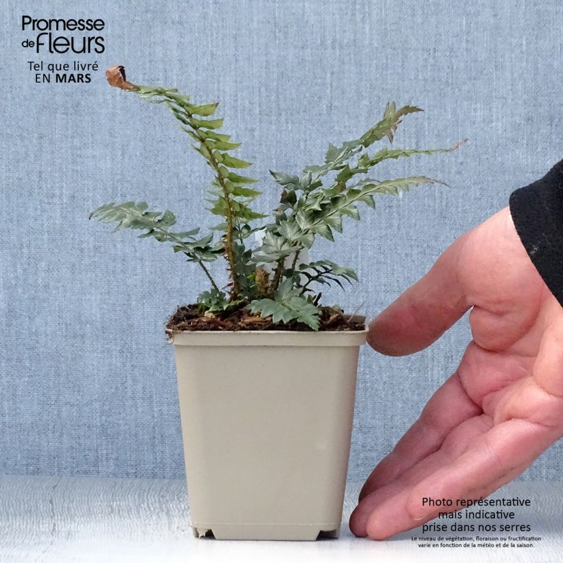 Spécimen de Polystichum Shiny Holy Fern - Fougère persistante Godet de 9cm tel que livré au printemps