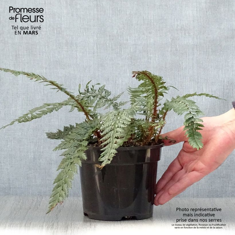 Spécimen de Polystichum Shiny Holy Fern - Fougère persistante  tel que livré au printemps