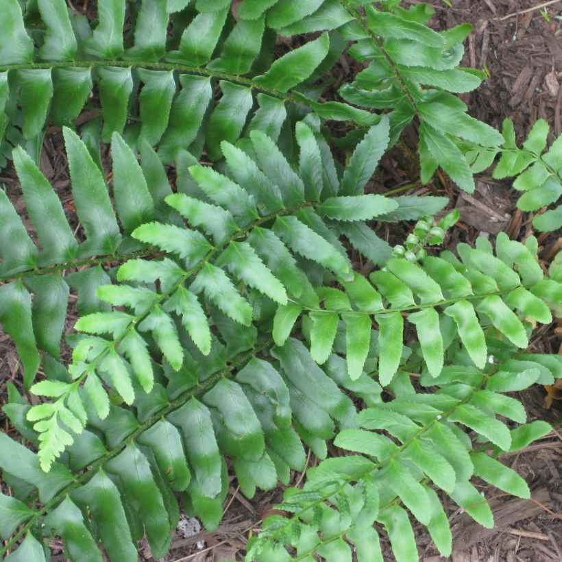 Polystichum acrostichoides - Fougère de Noël (Feuillage)