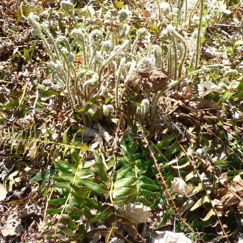 Polystichum acrostichoides - Fougère de Noël (Port)