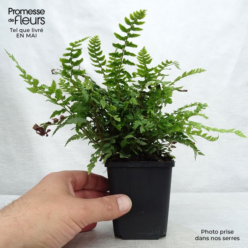 Spécimen de Polystichum aculeatum - Fougère Godet de 9cm tel que livré au printemps