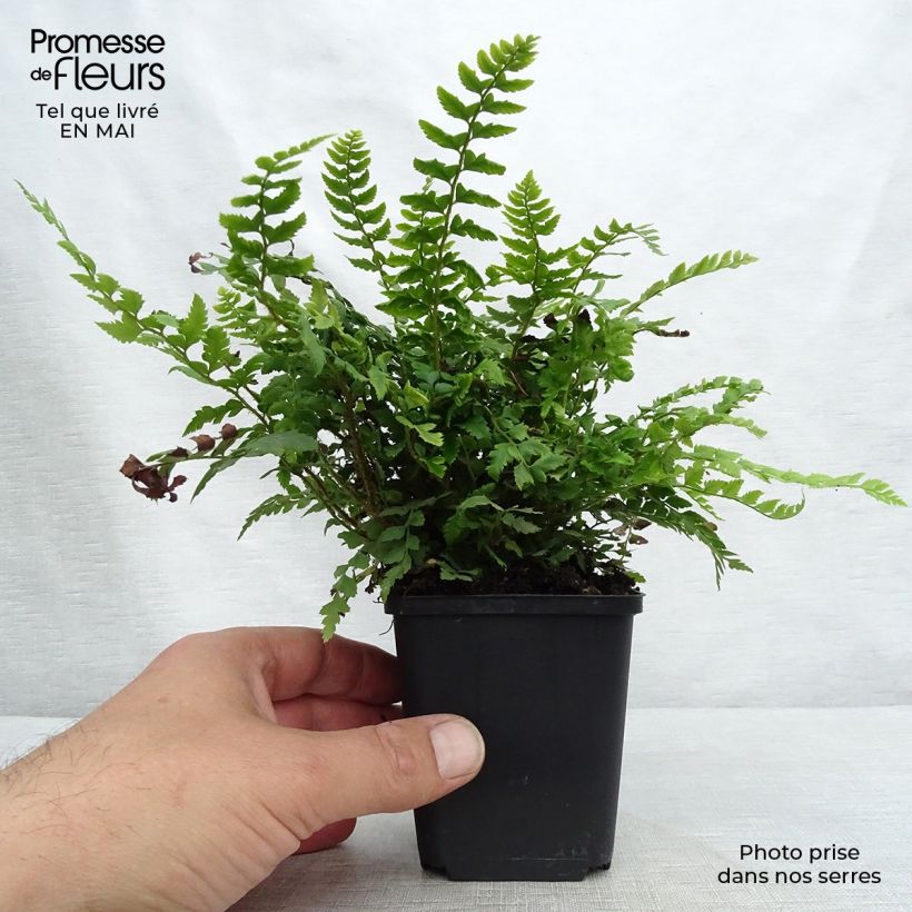 Spécimen de Polystichum aculeatum - Fougère tel que livré au printemps