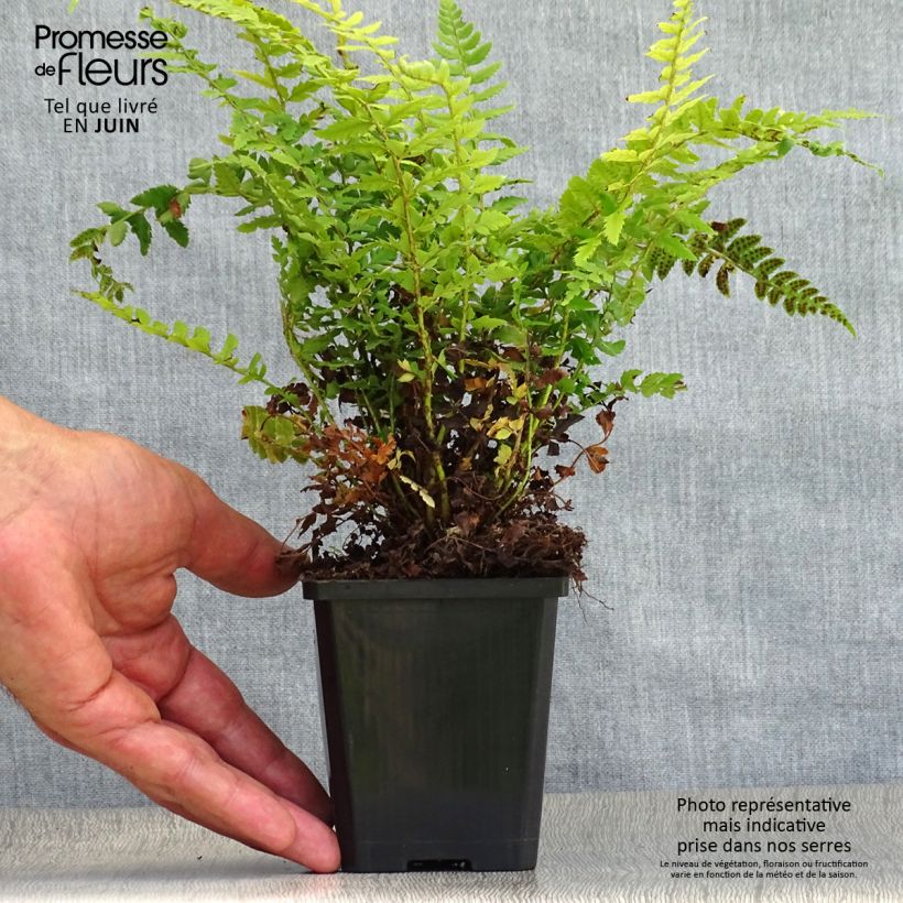 Spécimen de Polystichum aculeatum - Fougère Godet de 8/9 cm tel que livré en été