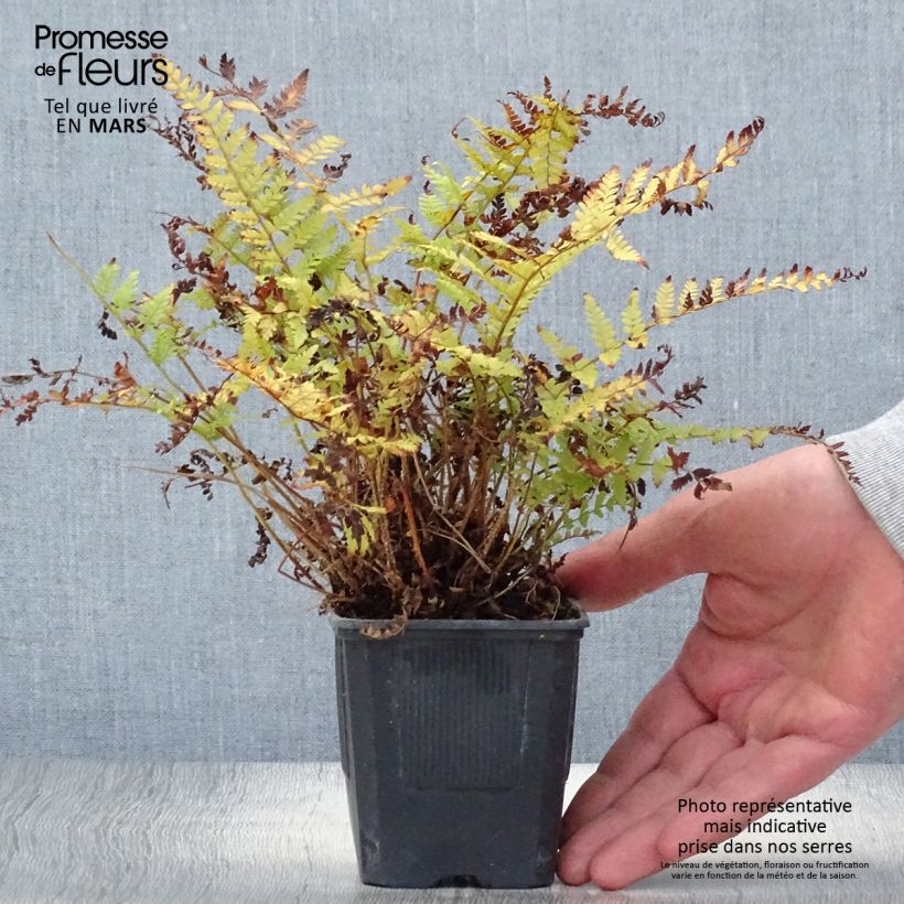 Spécimen de Polystichum braunii - Fougère Godet de 9cm tel que livré au printemps
