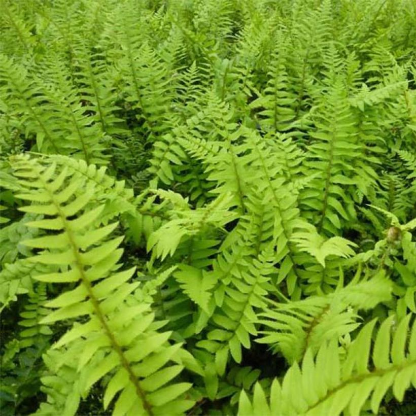 Polystichum munitum - Fougère (Feuillage)