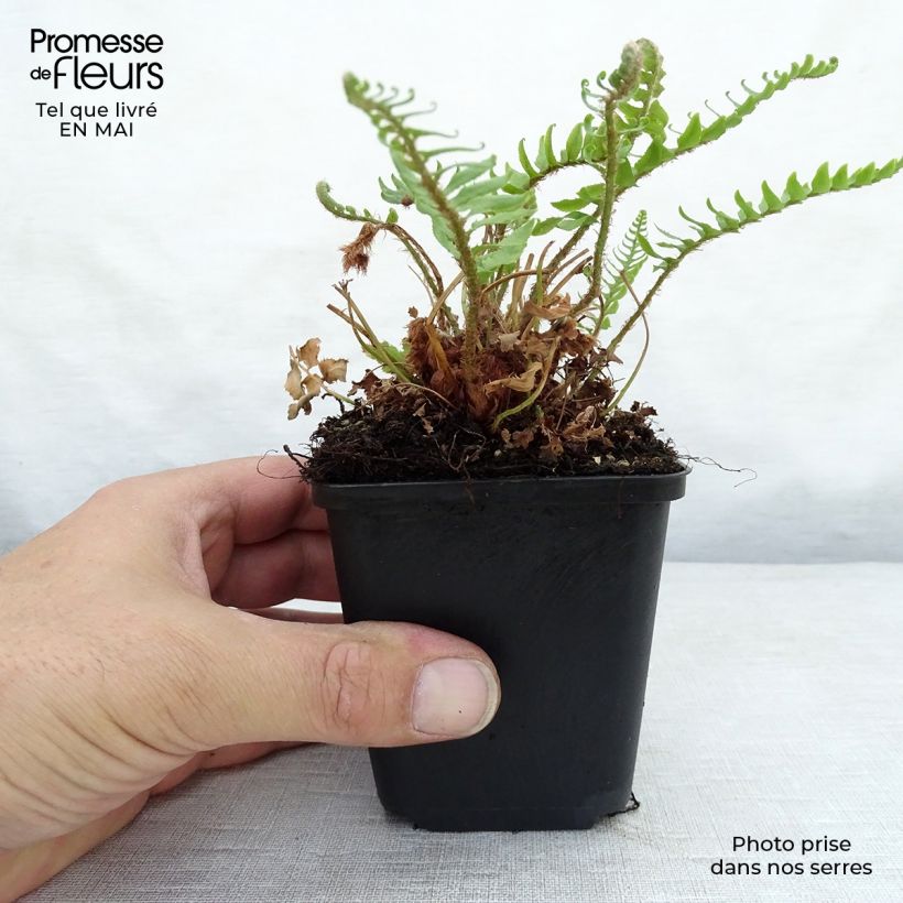 Spécimen de Polystichum munitum - Fougère Godet de 9cm tel que livré au printemps