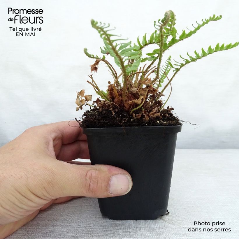 Spécimen de Polystichum munitum - Fougère tel que livré au printemps