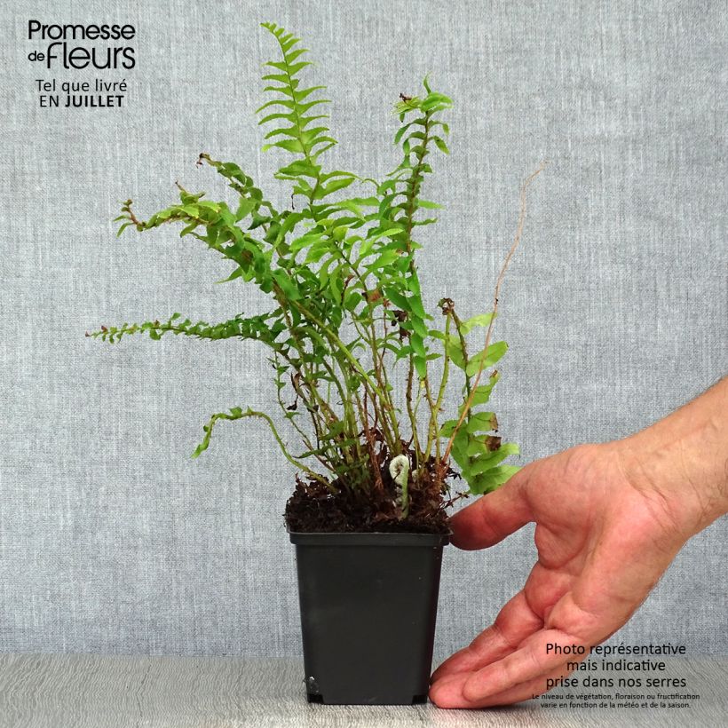 Spécimen de Polystichum munitum - Fougère Godet de 8/9 cm tel que livré en été