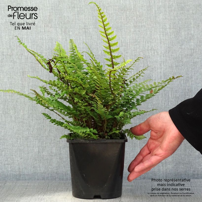 Spécimen de Polystichum neolobatum - Fougère sabre  tel que livré au printemps