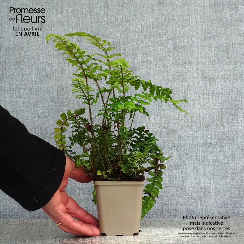 Spécimen de Polystichum polyblepharum - Fougère persistante en godet de 9 cm tel que livré au printemps