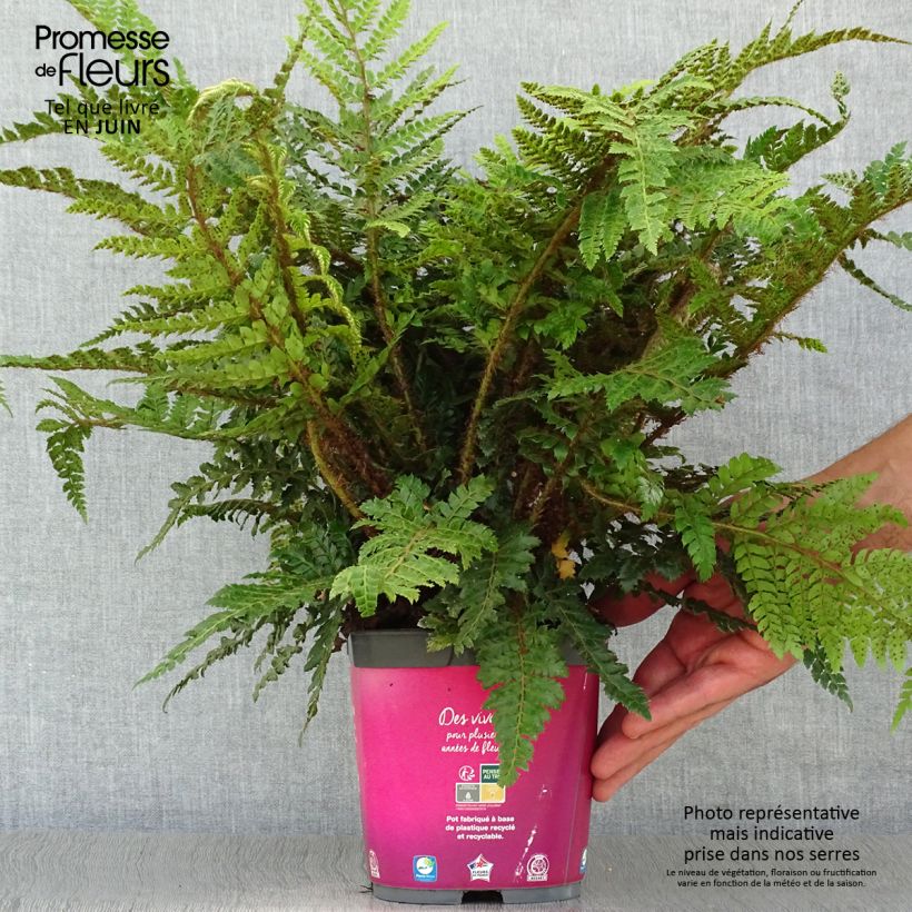 Spécimen de Polystichum polyblepharum - Fougère persistante Pot de 2L/3L tel que livré en été