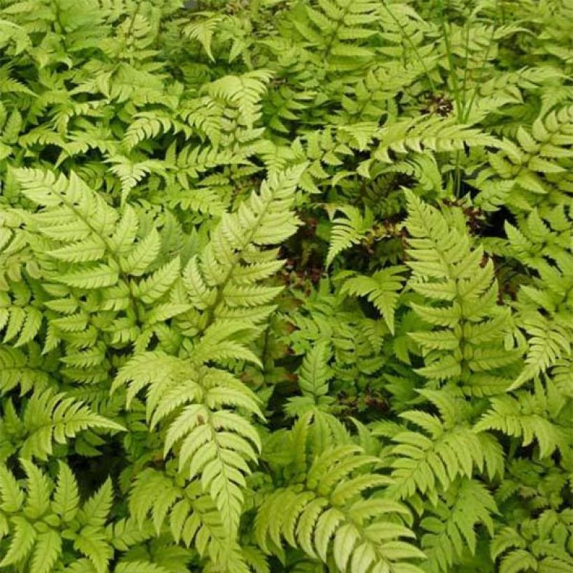 Polystichum rigens - Fougère (Feuillage)