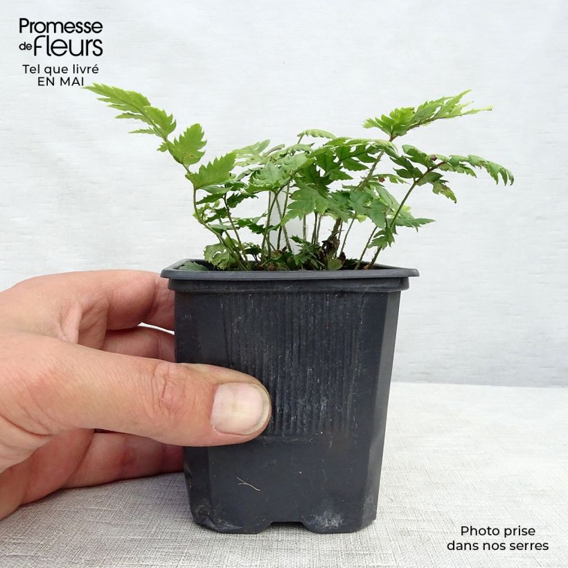 Spécimen de Polystichum rigens - Fougère Godet de 9cm tel que livré au printemps