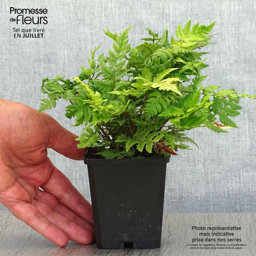 Spécimen de Polystichum rigens - Fougère Godet de 8/9 cm tel que livré en été