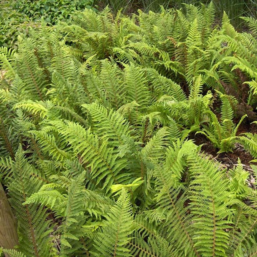 Polystichum setiferum - Fougère (Feuillage)