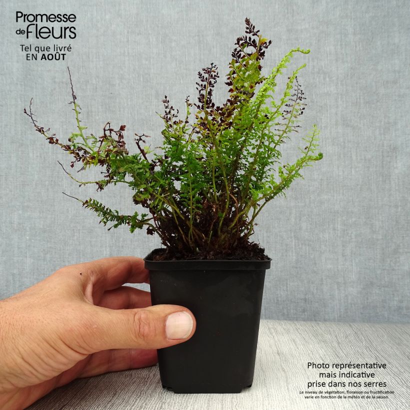 Spécimen de Polystichum setiferum - Aspidie à cils raides Herrenhausen Godet de 8/9 cm tel que livré en été