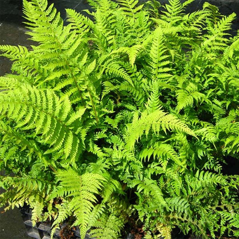 Polystichum setiferum Dahlem - Fougère (Feuillage)