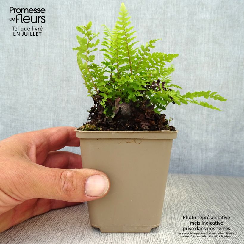 Spécimen de Polystichum setiferum Dahlem - Fougère Godet de 8/9 cm tel que livré en été