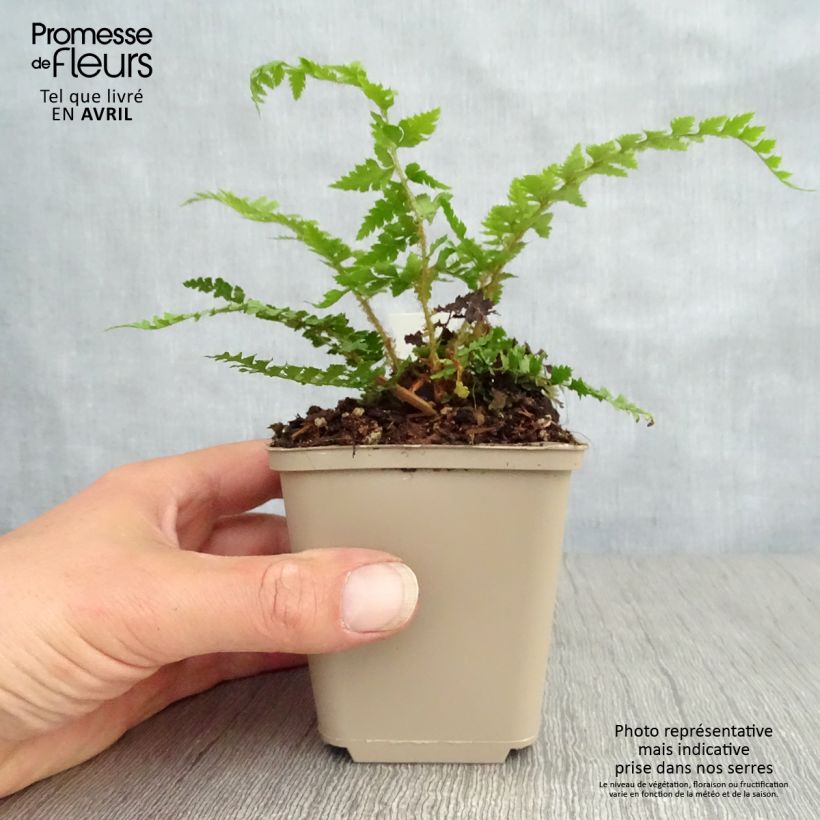Spécimen de Polystichum setiferum Dahlem - Fougère Godet de 9cm tel que livré au printemps