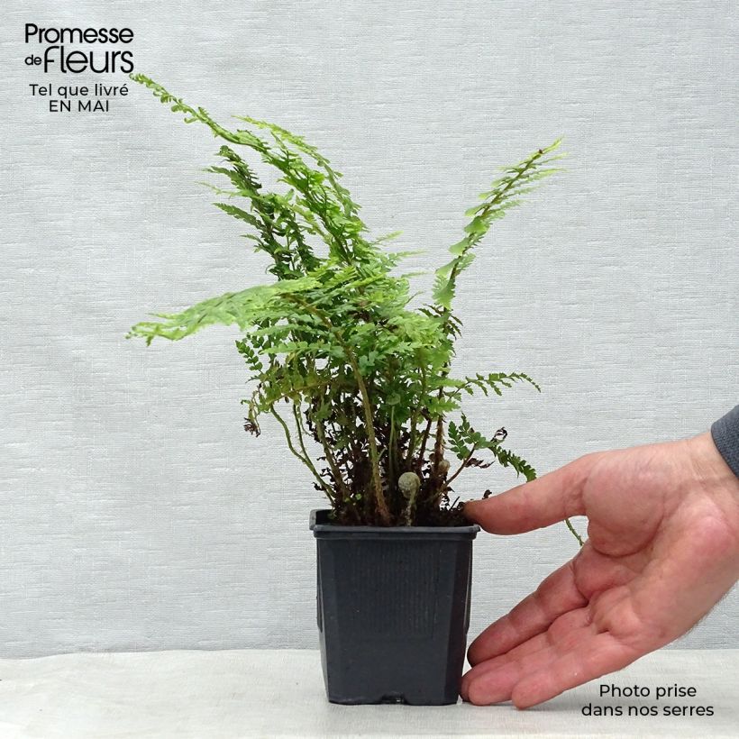 Spécimen de Polystichum setiferum - Fougère Godet de 9cm tel que livré au printemps
