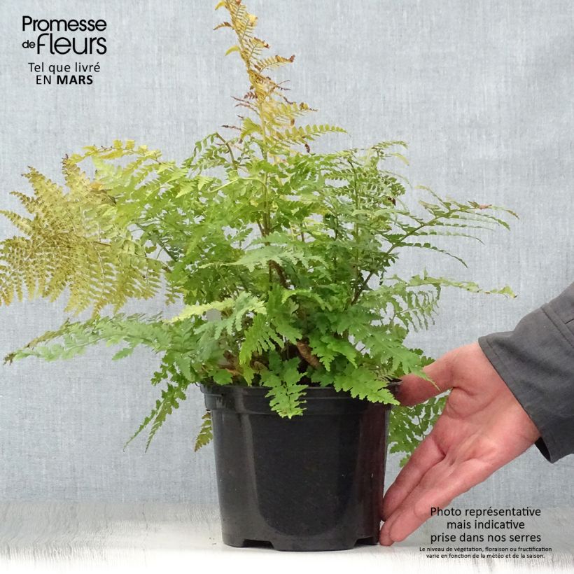 Spécimen de Polystichum setiferum - Fougère tel que livré au printemps