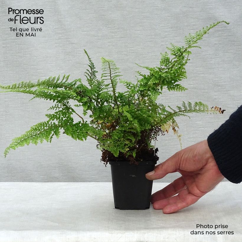 Spécimen de Polystichum setiferum Plumosum Densum - Fougère Godet de 9cm tel que livré au printemps